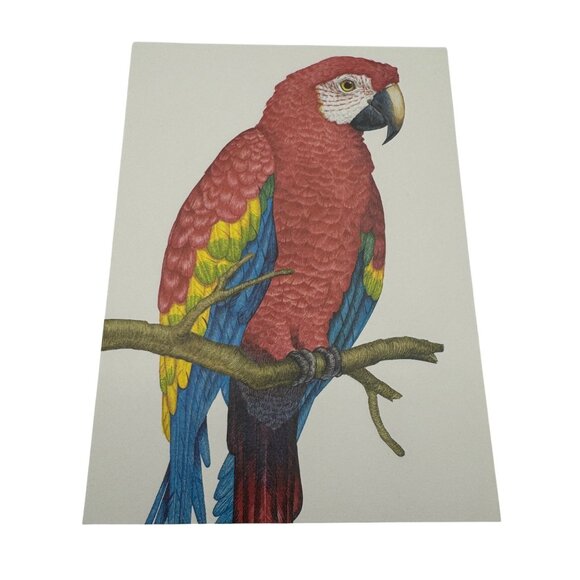 Vintage Current Inc Tropical Birds Greeting Cards Set Of 4 Parrot Macaw Designs - Picture 6 of 7